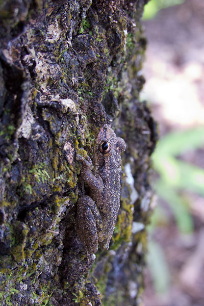 Two-striped Treefrog (Scinax ruber)