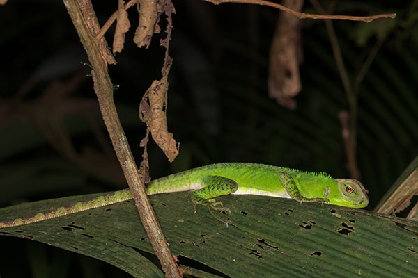 Amazon Forest Dragon (Enyalioides laticeps)