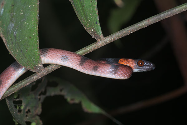 Red Vine Snake (Siphlophis compressus)