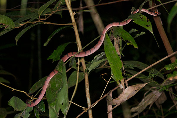 Red Vine Snake (Siphlophis compressus)