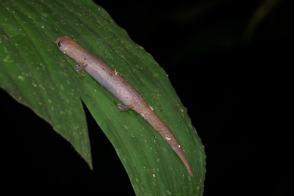 Peruvian Climbing Salamander (Bolitoglossa peruviana)