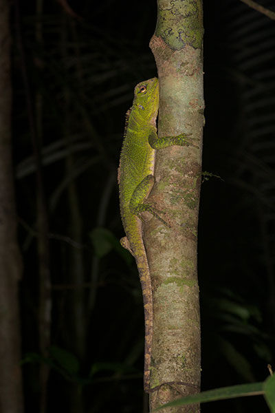 Amazon Forest Dragon (Enyalioides laticeps)