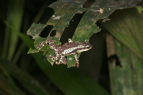 Common Harlequin Toad (Atelopus spumarius)