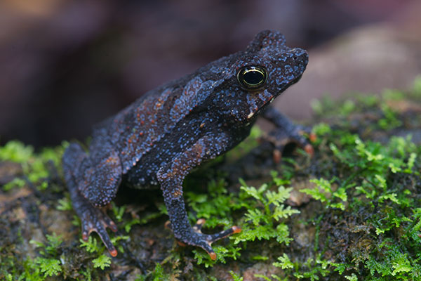 Crested Forest Toad (Rhinella "margaritifera")