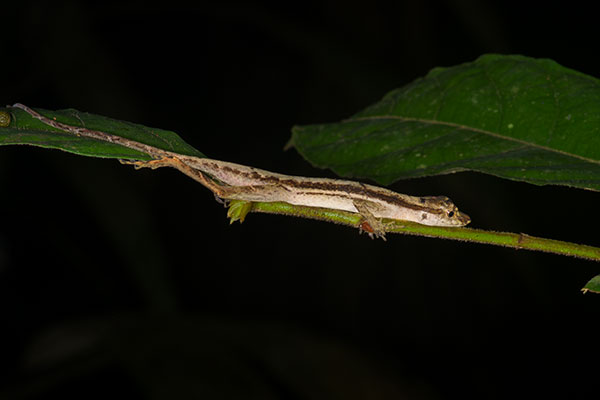 Common Forest Anole (Anolis trachyderma)