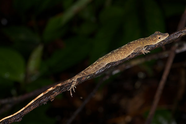 Brown-eared Anole (Anolis fuscoauratus)