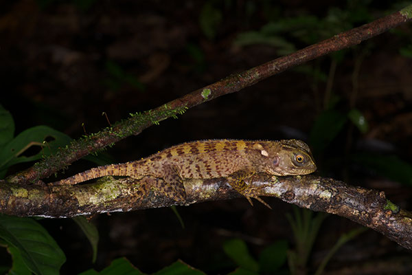 Small-scaled Forest Dragon (Enyalioides microlepis)