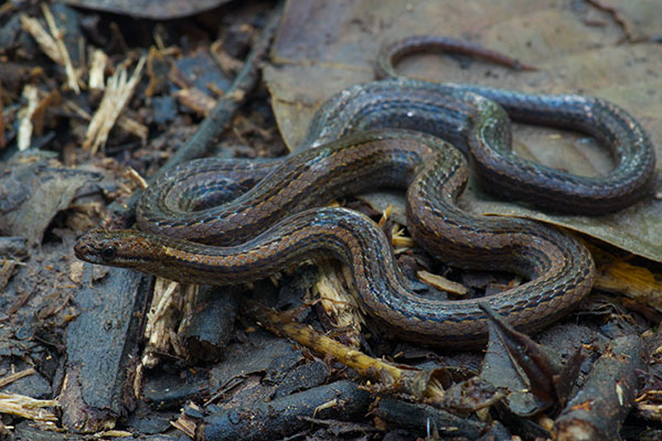 Short-nosed Leaf-litter Snake (Taeniophallus brevirostris)