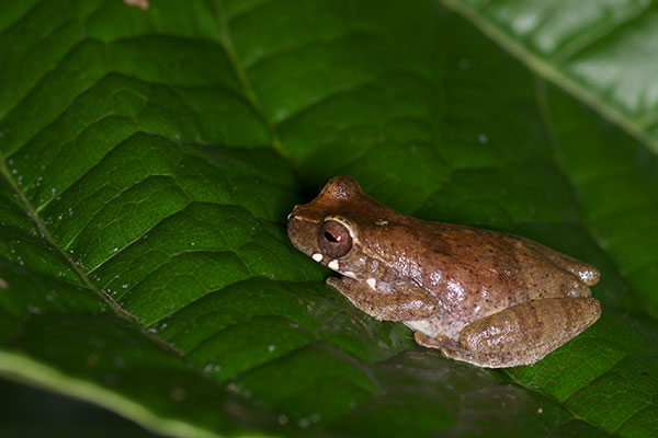 Short-nosed Treefrog (Dendropsophus brevifrons)