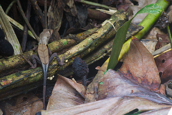 Western Leaf Lizard (Stenocercus fimbriatus)