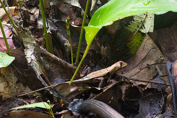 Western Leaf Lizard (Stenocercus fimbriatus)