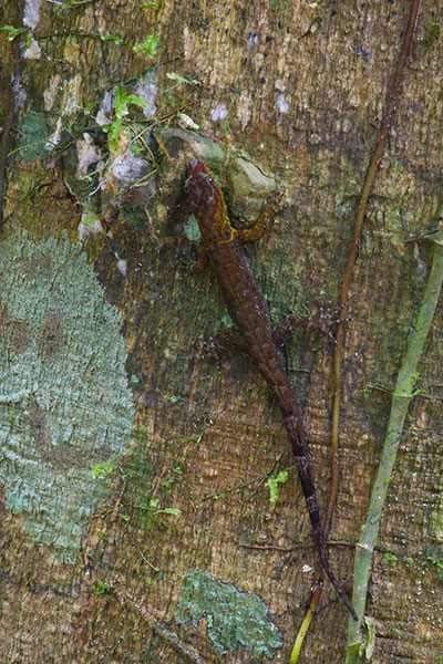 Bridled Forest Gecko (Gonatodes humeralis)