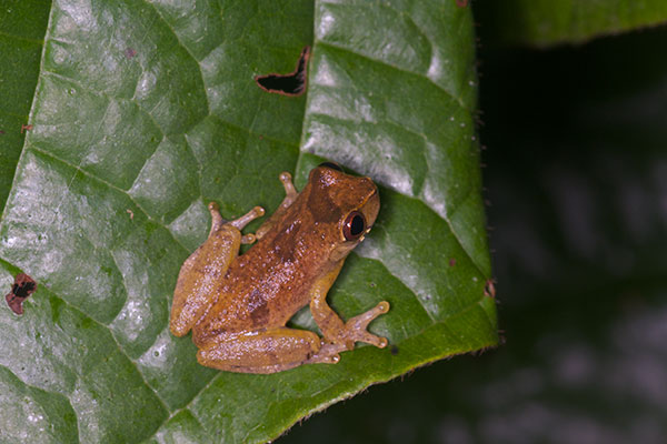 Short-nosed Treefrog (Dendropsophus brevifrons)