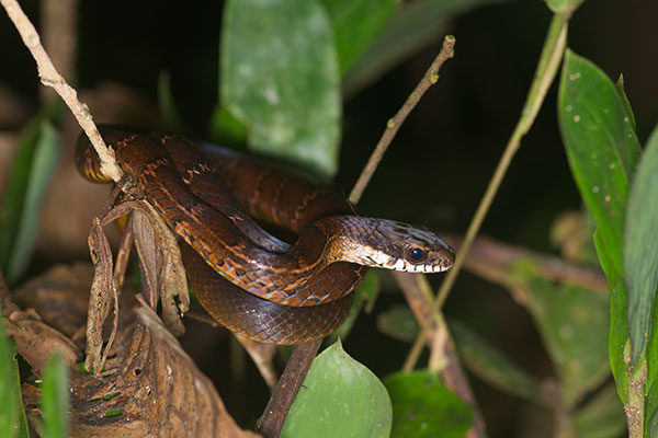 Boddaert’s Tropical Racer (Mastigodryas boddaerti)