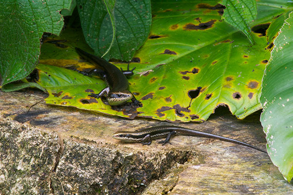 South American Spotted Skink (Copeoglossum nigropunctatum)