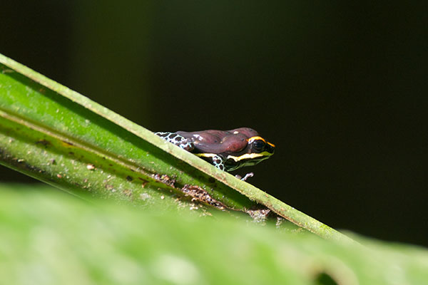 Uakari Poison Frog (Ranitomeya uakarii)