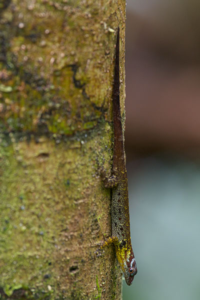 Bridled Forest Gecko (Gonatodes humeralis)