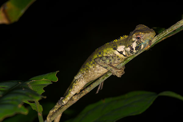 Olive Tree Runner (Plica umbra ochrocollaris)