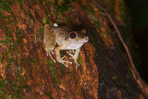 Malkin’s Rain Frog (Pristimantis malkini)