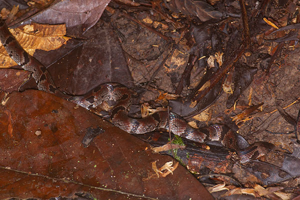 Big Ground Snake (Atractus major)