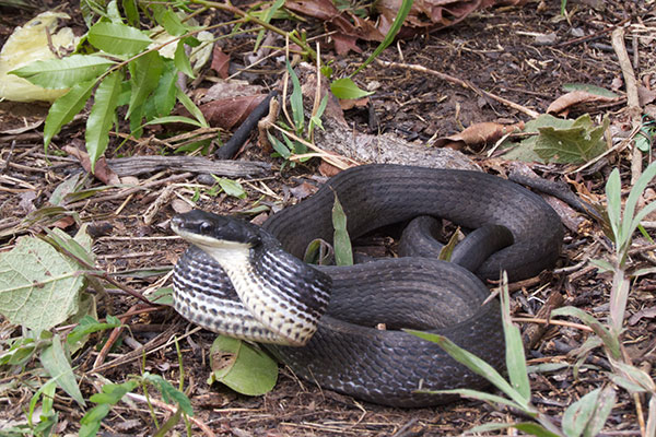 Common Bird Snake (Phrynonax poecilonotus)