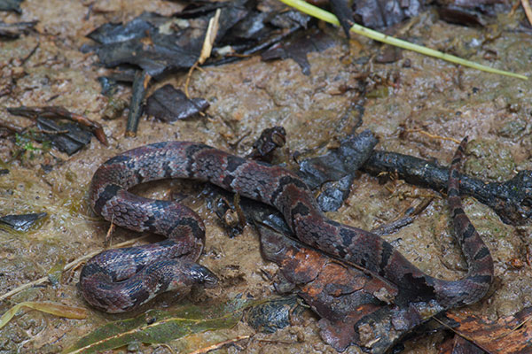 Big Ground Snake (Atractus major)