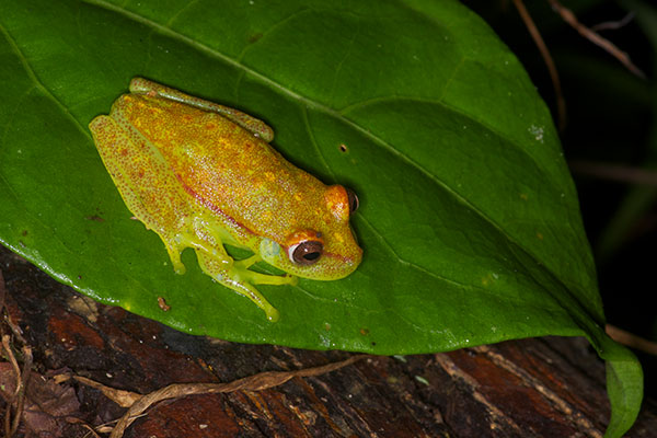 Polkadot Treefrog (Boana punctata)