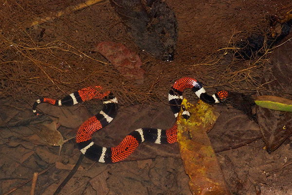 Aquatic Coral Snake (Micrurus surinamensis surinamensis)