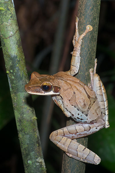 Flat-headed Bromeliad Treefrog (Osteocephalus planiceps)