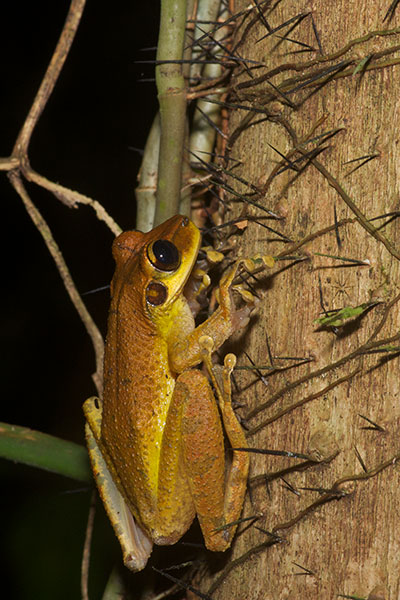 Yasuni Broad-headed Treefrog (Osteocephalus yasuni)