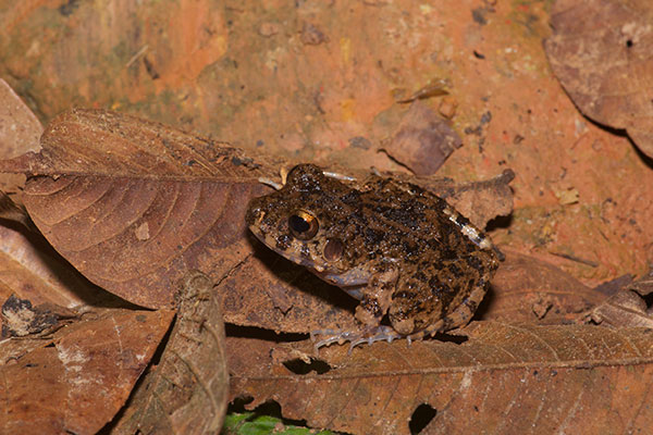 Common Big-headed Rain Frog (Oreobates quixensis)
