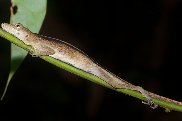Slender Anole (Anolis fuscoauratus)