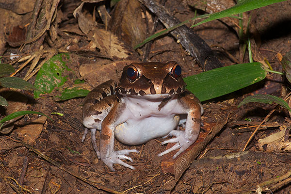 Smokey Jungle Frog (Leptodactylus pentadactylus)