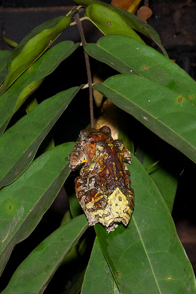 Marbled Treefrog (Dendropsophus marmoratus)