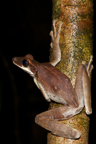 Flat-headed Bromeliad Treefrog (Osteocephalus planiceps)