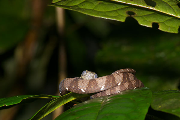 Big-headed Snail-eating Snake (Dipsas indica indica)