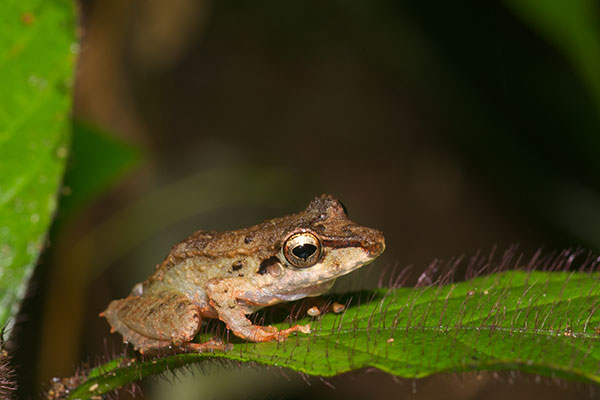 Striped-throated Rain Frog (Pristimantis lanthanites)