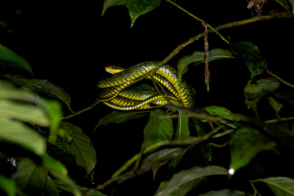 Olive Whipsnake (Chironius fuscus)