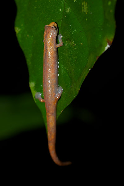 Peruvian Climbing Salamander (Bolitoglossa peruviana)