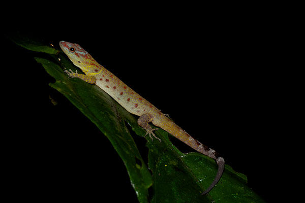 Bridled Forest Gecko (Gonatodes humeralis)