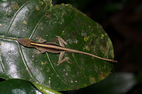 Brown-eared Anole (Anolis fuscoauratus)