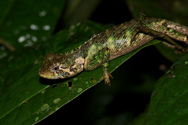 Olive Tree Runner (Plica umbra ochrocollaris)