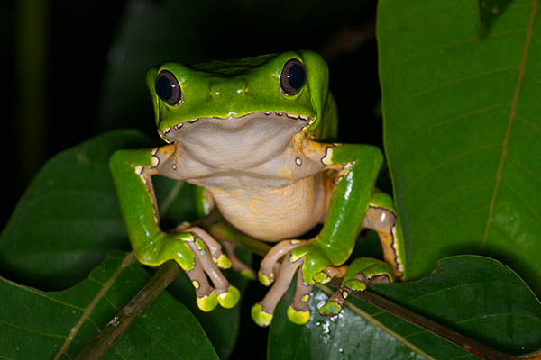 Giant Monkey Frog (Phyllomedusa bicolor)