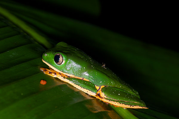 Barred Monkey Frog (Phyllomedusa tomopterna)