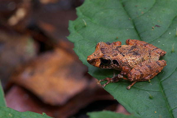 Carabaya Rain Frog (Pristimantis ockendeni)