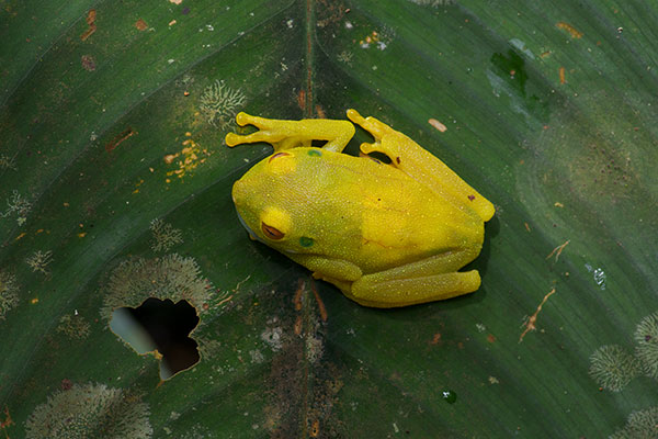 Rough-skinned Green Treefrog (Boana cinerascens)