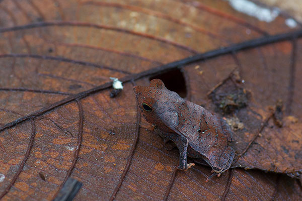 Crested Forest Toad (Rhinella "margaritifera")