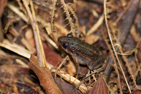 Forest Chirping Frog (Adenomera hylaedactyla)