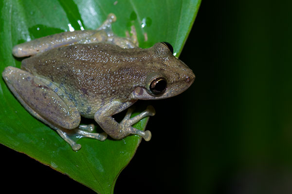 Two-striped Treefrog (Scinax ruber)