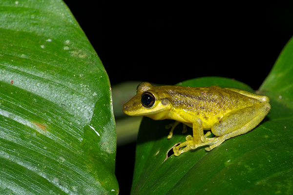 Two-striped Treefrog (Scinax ruber)